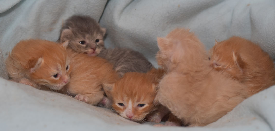 sibirisk katt Mantas